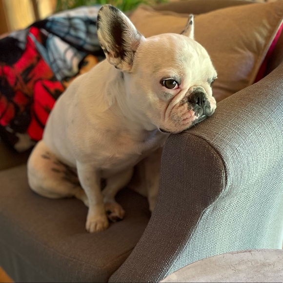 Meet your Posher, Jacque - Picture 1 of 1